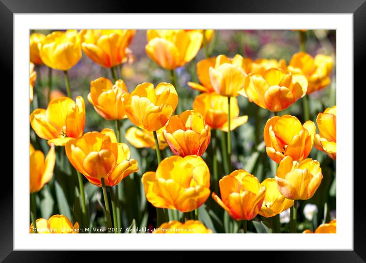 Golden Tulips in the Sunshine Framed Mounted Print by Robert M. Vera