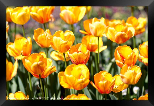 Golden Tulips in the Sunshine Framed Print by Robert M. Vera