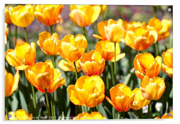 Golden Tulips in the Sunshine Acrylic by Robert M. Vera