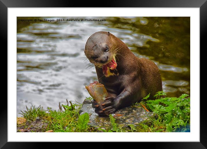Otter on the river Framed Mounted Print by Derrick Fox Lomax