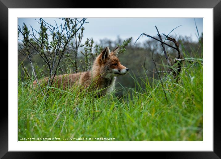 wild red fox in Holland Framed Mounted Print by Chris Willemsen