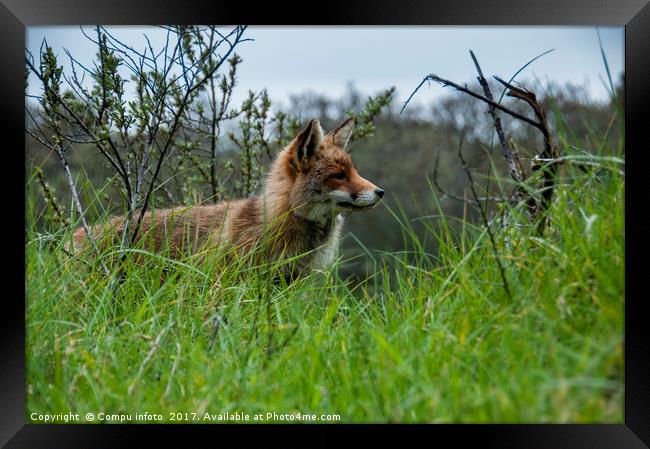 wild red fox in Holland Framed Print by Chris Willemsen