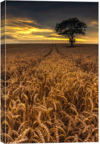 Harvest Time Canvas Print by Paul Andrews