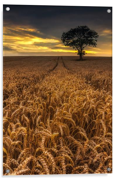 Harvest Time Acrylic by Paul Andrews