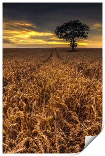 Harvest Time Print by Paul Andrews