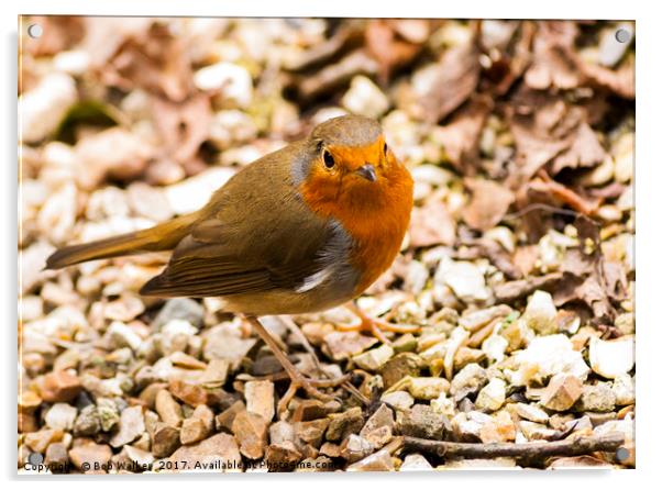 Little Robin Redbreast Acrylic by Bob Walker