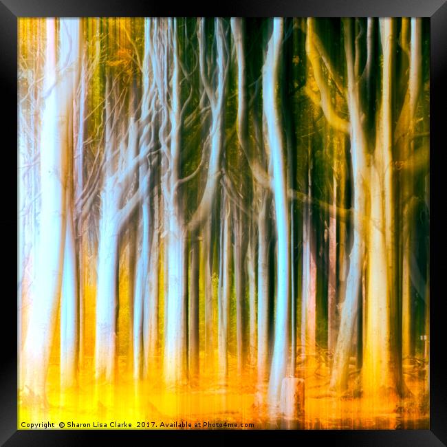 Woodland fall Framed Print by Sharon Lisa Clarke