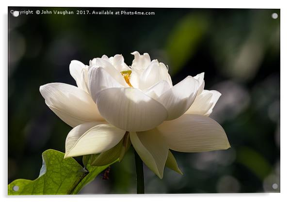 The Sacred Lotus Acrylic by John Vaughan