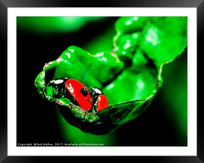 Two-spot Ladybird Framed Mounted Print by Bob Walker