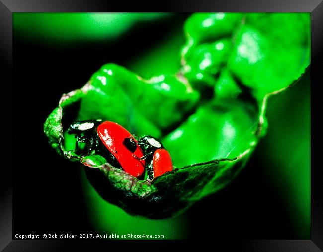 Two-spot Ladybird Framed Print by Bob Walker
