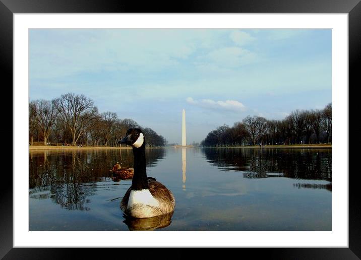 Washington Goose Framed Mounted Print by Mike Lanning
