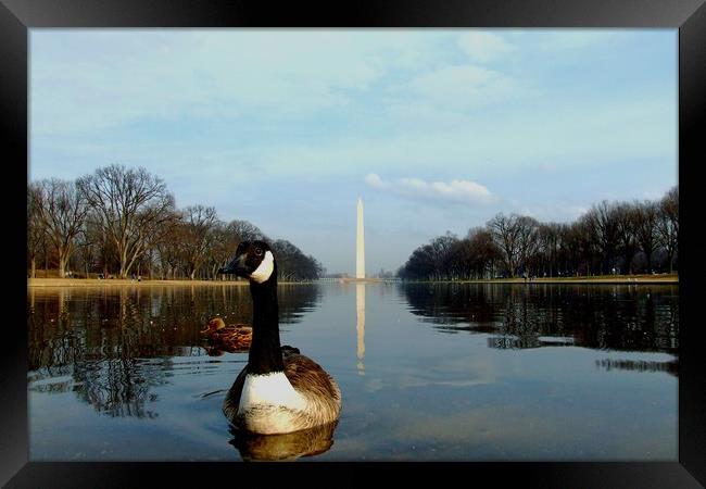 Washington Goose Framed Print by Mike Lanning