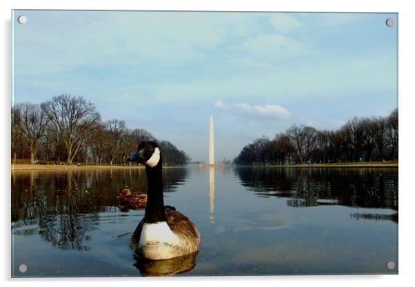 Washington Goose Acrylic by Mike Lanning