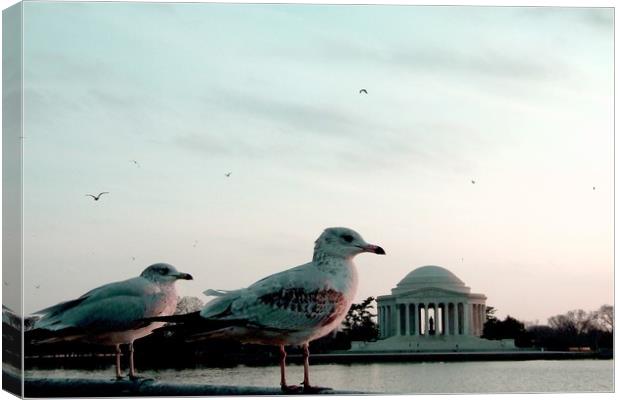 Jefferson Memorial Seagulls Canvas Print by Mike Lanning