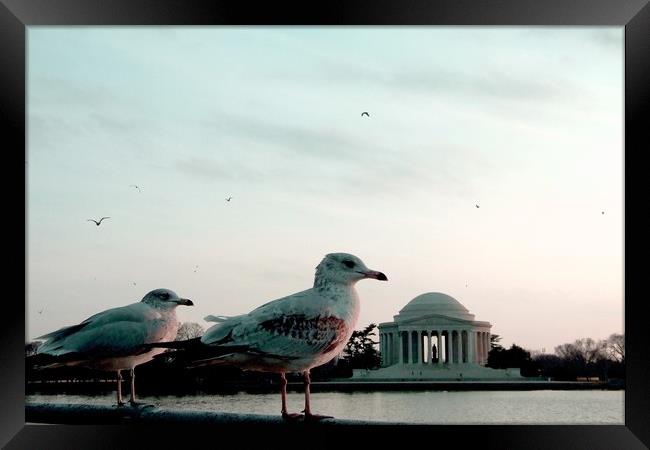 Jefferson Memorial Seagulls Framed Print by Mike Lanning