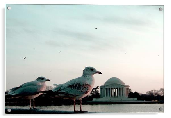 Jefferson Memorial Seagulls Acrylic by Mike Lanning