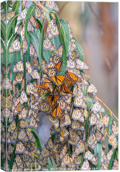 Monarch Butterflies on a Eucalyptus Tree Canvas Print by Robert M. Vera