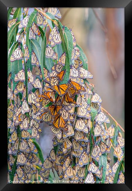 Monarch Butterflies on a Eucalyptus Tree Framed Print by Robert M. Vera