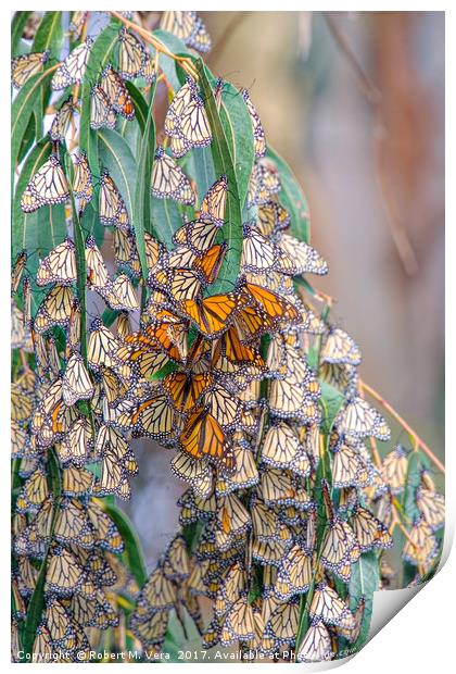 Monarch Butterflies on a Eucalyptus Tree Print by Robert M. Vera