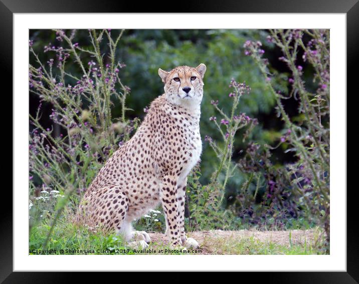 Cheetah Framed Mounted Print by Sharon Lisa Clarke