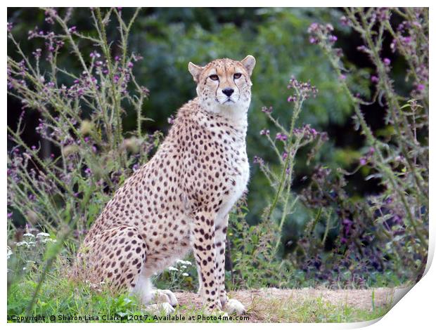 Cheetah Print by Sharon Lisa Clarke