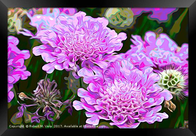 Pink Scabiosa also known as Pincushion Framed Print by Robert M. Vera