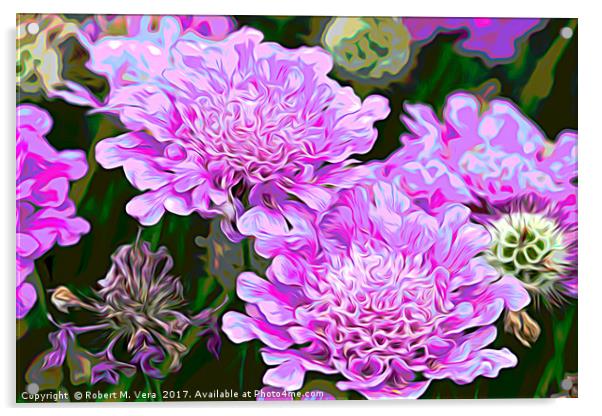 Pink Scabiosa also known as Pincushion Acrylic by Robert M. Vera