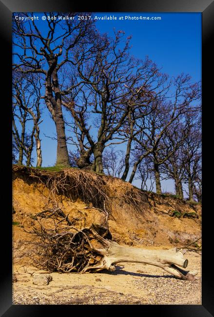 Erosion on Mersey Island, Essex Framed Print by Bob Walker