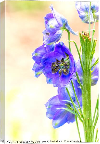 Blue Delphinium in the Spring - Larkspur Canvas Print by Robert M. Vera
