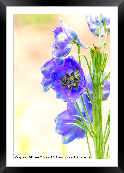 Blue Delphinium in the Spring - Larkspur Framed Mounted Print by Robert M. Vera