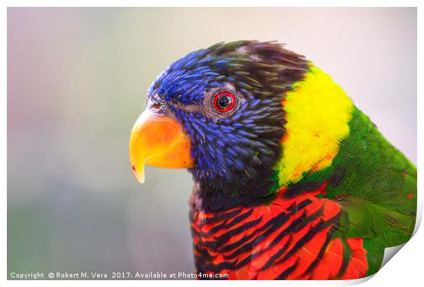 Rainbow Lorikeet - Trichoglossus moluccanus Print by Robert M. Vera