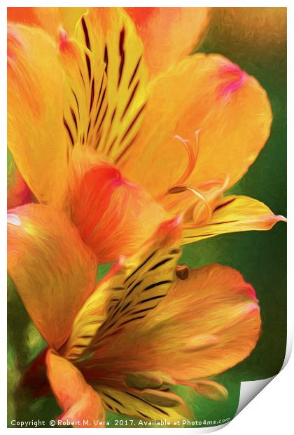 Alstroemeria - Peruvian Lily, Lily of the Incas Print by Robert M. Vera
