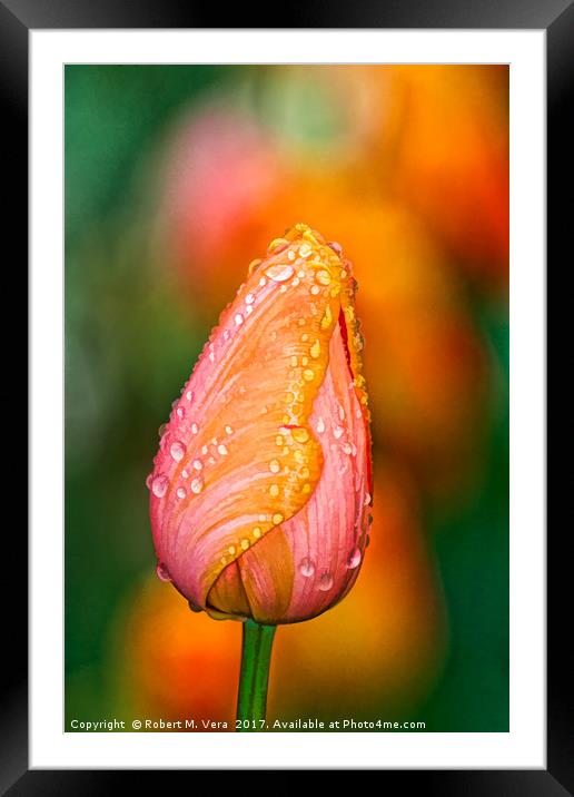 Peach and Orange Tulip in the Spring Framed Mounted Print by Robert M. Vera