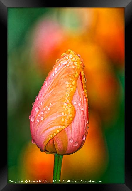 Peach and Orange Tulip in the Spring Framed Print by Robert M. Vera