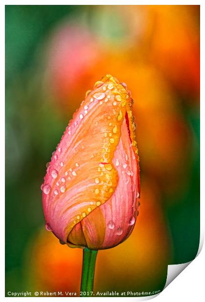 Peach and Orange Tulip in the Spring Print by Robert M. Vera