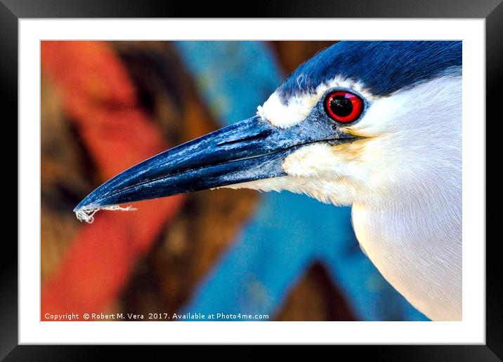 Black-crowned Night Heron - Nycticorax nycticorax Framed Mounted Print by Robert M. Vera