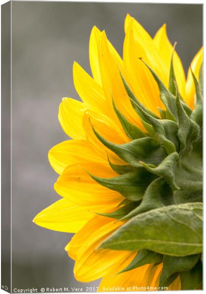 Sunflower in Spring Canvas Print by Robert M. Vera