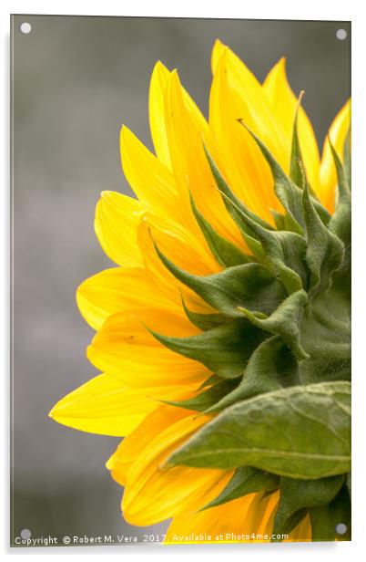 Sunflower in Spring Acrylic by Robert M. Vera