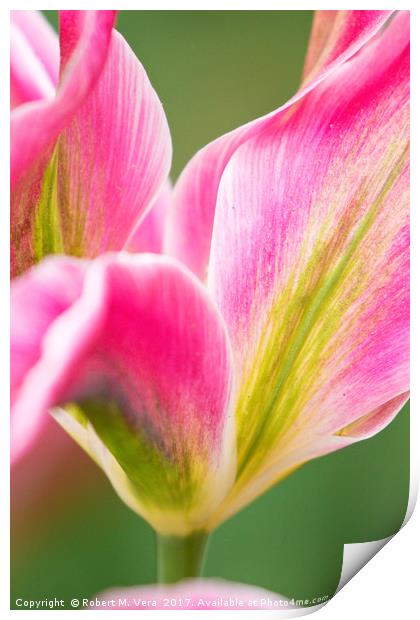 Pink Yellow and Green Tulips in the Spring Print by Robert M. Vera