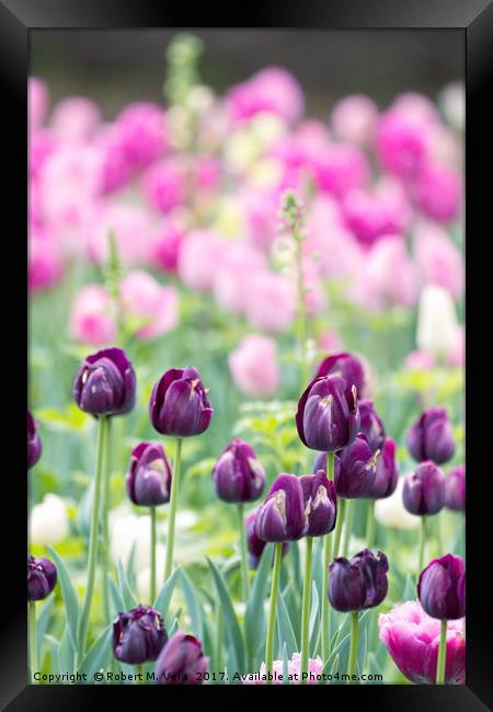 Purple Tulips in the Spring with Pink Tulips in th Framed Print by Robert M. Vera