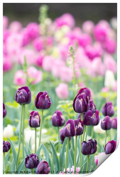 Purple Tulips in the Spring with Pink Tulips in th Print by Robert M. Vera