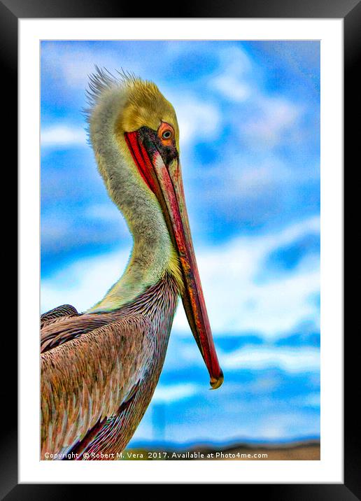 Portrait of a Brown Pelican Framed Mounted Print by Robert M. Vera