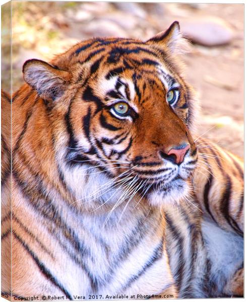 Portrait of a Sumatran Tiger - Panthera tigris sum Canvas Print by Robert M. Vera
