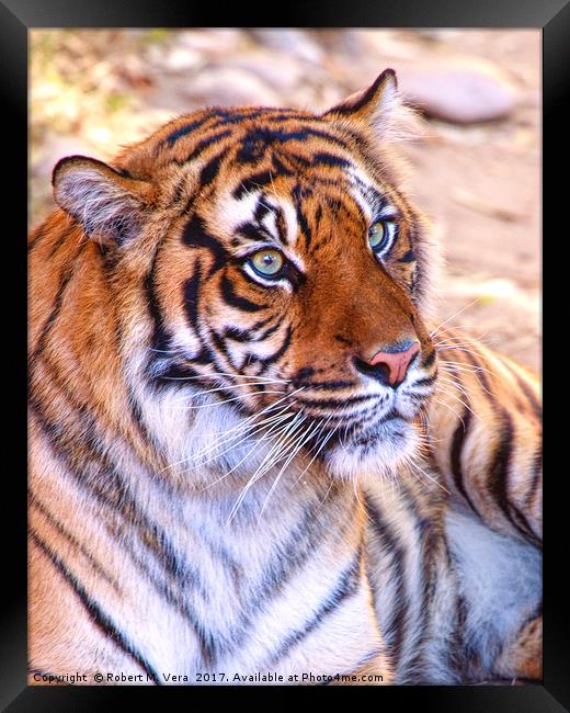 Portrait of a Sumatran Tiger - Panthera tigris sum Framed Print by Robert M. Vera