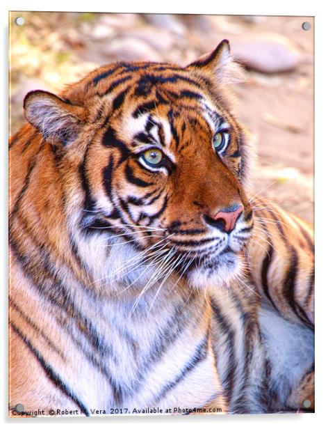 Portrait of a Sumatran Tiger - Panthera tigris sum Acrylic by Robert M. Vera
