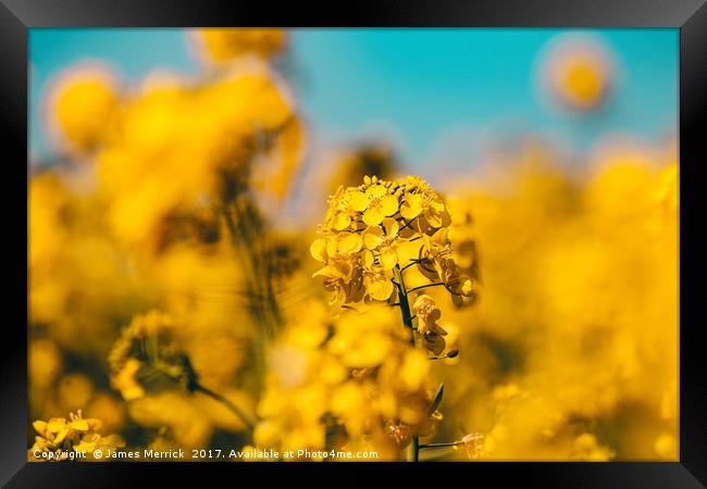 Rape seed flower Framed Print by James Merrick