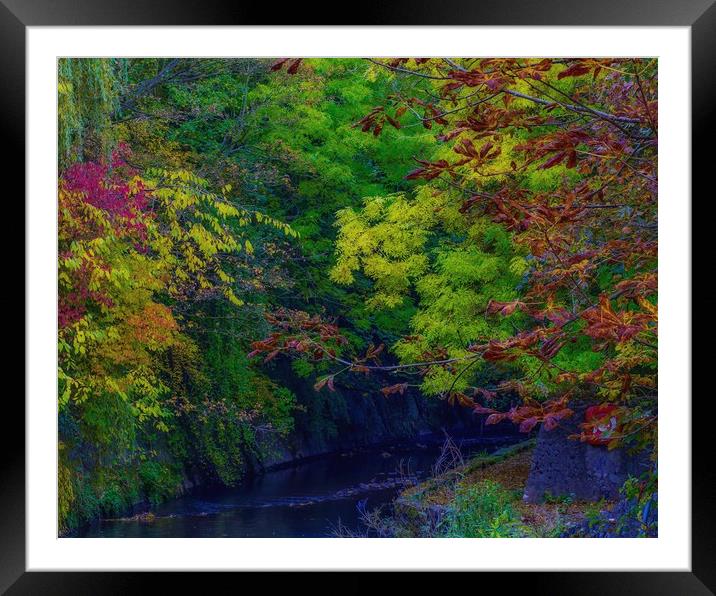 Autumn Trees Framed Mounted Print by Victor Burnside