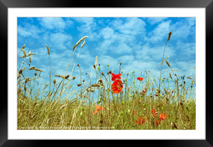 Poppies field Framed Mounted Print by Angela Bragato