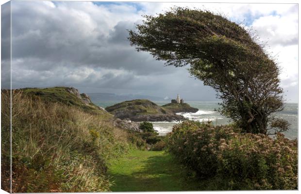 Windswept tree with Mumbles lighthouse.  Canvas Print by Bryn Morgan