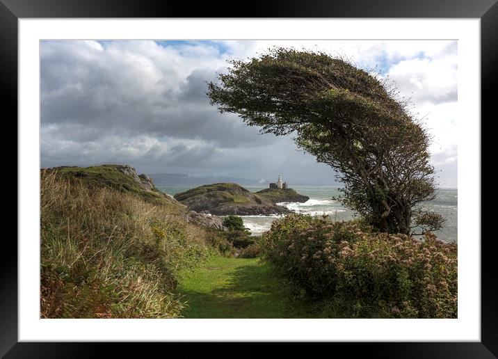 Windswept tree with Mumbles lighthouse.  Framed Mounted Print by Bryn Morgan